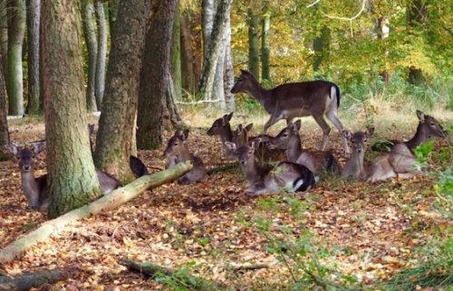 Galeriebild aus dem Wildpark Malente