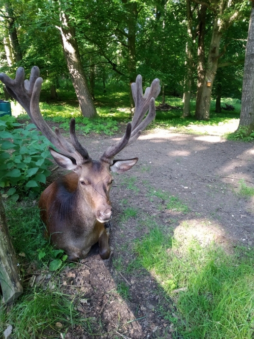 Galeriebild aus dem Wildpark Malente