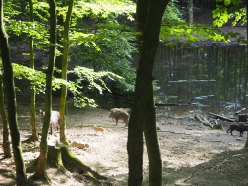 Galeriebild aus dem Wildpark Malente