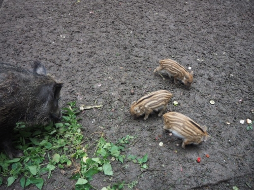 Galeriebild aus dem Wildpark Malente