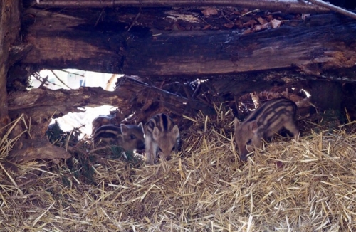 Galeriebild aus dem Wildpark Malente
