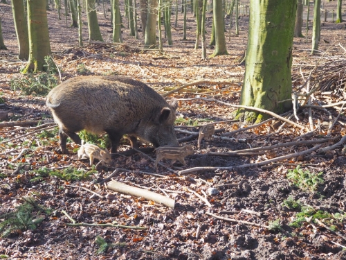 Galeriebild aus dem Wildpark Malente