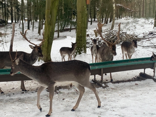 Galeriebild aus dem Wildpark Malente